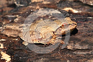 Spring Peeper (Pseudacris crucifer)