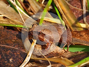 Spring Peeper (Pseudacris crucifer)