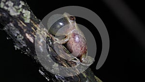 Spring Peeper (Pseudacris crucifer) frog singing