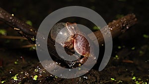 spring peeper (Pseudacris crucifer) vocalizing to attract a mate