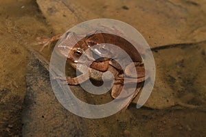 Spring Peepers (Pseudacris crucifer) in amplexus. photo