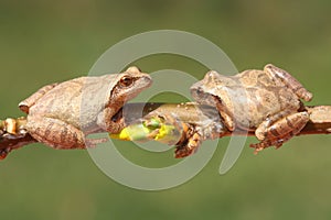 Spring Peepers (Pseudacris crucifer)
