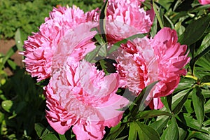 Spring. Peony blossom.