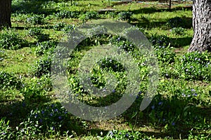 Spring perennial carpeted flowers, periwinkle with delicate blue flowers and beautiful leaves, green and floral background in