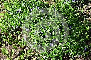 Spring perennial carpeted flowers, periwinkle with delicate blue flowers and beautiful leaves, green and floral background in