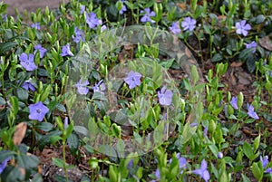 Spring perennial carpeted flowers, Ukrainian periwinkles, periwinkle with delicate blue flowers and beautiful leaves, green and fl