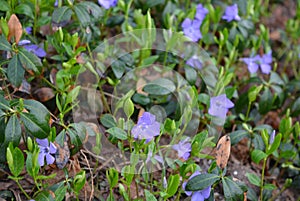 Spring perennial carpeted flowers, Ukrainian periwinkles, periwinkle with delicate blue flowers and beautiful leaves, green and fl