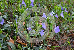 Spring perennial carpeted flowers, Ukrainian periwinkles, periwinkle with delicate blue flowers and beautiful leaves, green and fl