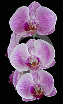 A spring of perfect pink orchids