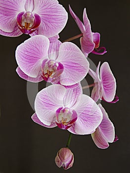 A spring of perfect pink orchids