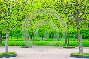 Spring in Petergof park (St. Petersburg, Russia)