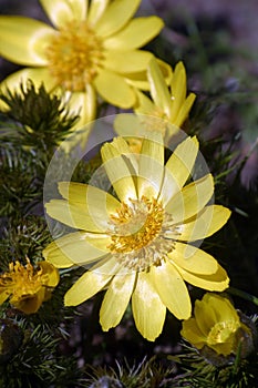 Spring Pheasant\'s Eye, Adonis vernalis, big yellow flowers close up medicinal poisonous plant photo