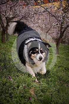 Spring photo of border collie, who is running in nature