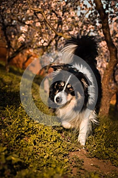 Spring photo of border collie, who is running in nature