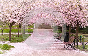 Hanami celebration in the little garden with the cherry tree avenue photo