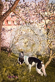 Spring photo of puppy in Prague