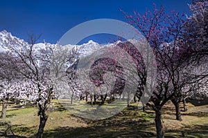 spring photography of cherry blossom , landscape with spring trees and colorful roof tops