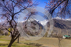 spring photography of cherry blossom , landscape with spring trees and colorful roof tops