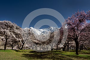 spring photography of cherry blossom , landscape with spring trees and colorful roof tops