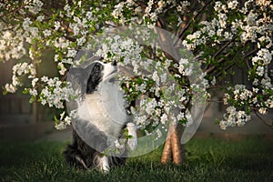 spring photos of a border collie in a flowering tree beautiful portraits