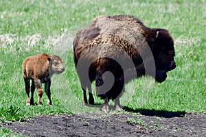 American Bison and Calf photo