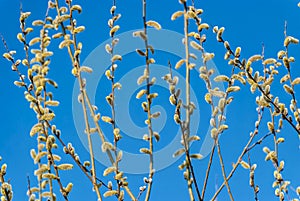 Spring picture - blooming willow twigs against the blue clear sky.