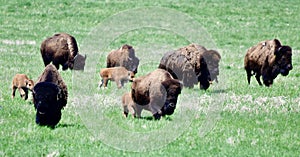 American Bison photo