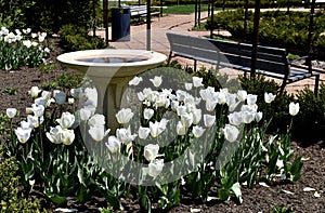 White Cubed Tulip Garden