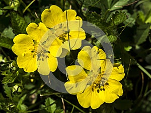 The spring pimp Potentilla neumanniana