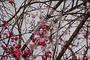 Spring Pine Flower Blossom Plum Tree Branch