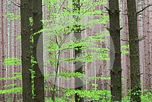 Spring, Pine Forest