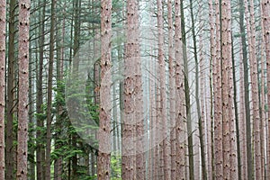 Spring, Pine Forest