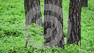 Spring pine forest. Groundcover. Full HD, 1080p.