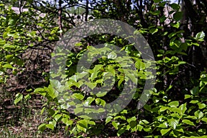 Spring in the pine forest of Yagry island, Severodvinsk. Bright young birch foliage