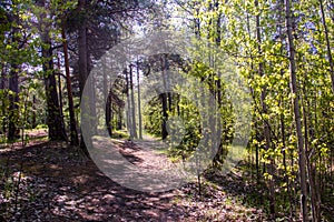 Spring in the pine forest of Yagry island, Severodvinsk. Bright young birch foliage