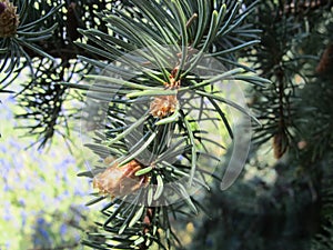 Spring Pine Growth with New Infant Cones