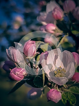 Spring Pink Apple blossom and buds