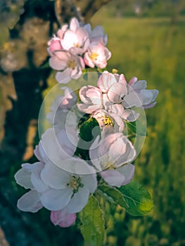 Spring Pink Apple blossom on descending branch