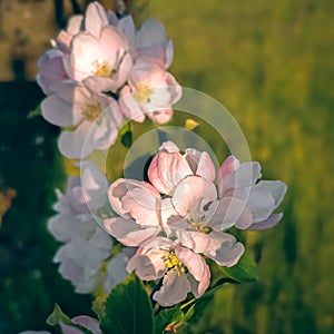 Spring Pink Apple blossom on green