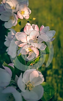 Spring Pink Apple blossom over grasses