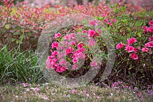 Spring Pink Azalea Blooms