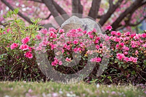 Spring Pink Azalea Blooms