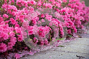 Spring Pink Azalea Blooms