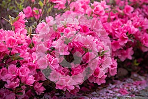 Spring Pink Azalea Blooms