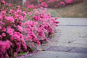 Spring Pink Azalea Blooms