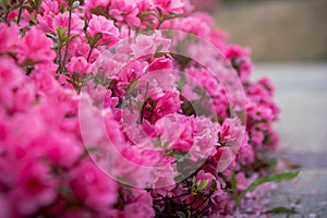 Spring Pink Azalea Blooms