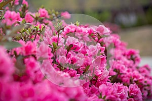 Spring Pink Azalea Blooms