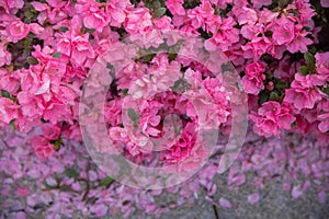 Spring Pink Azalea Blooms