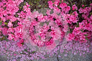 Spring Pink Azalea Blooms