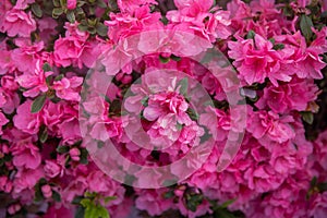 Spring Pink Azalea Blooms